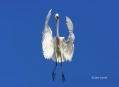 Great-Egret;Egret;Ardea-alba;Flying-bird;One-animal;Close-up;Color-image;photogr